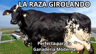 🚨 RAZA DE GANADO GIROLANDO el Camino Hacia una Ganadería Sostenible y Rentable [upl. by Bouton]