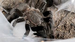 Dark EARTH TIGER tarantula  Chilobrachys sp quotKaeng Krachanquot  portrait 4k [upl. by Whatley400]