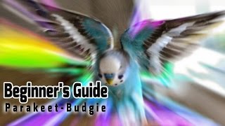 How to take Care of a Parakeet  Budgie Beginners Guide to Pet Birds [upl. by Pennebaker574]