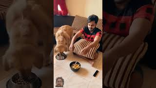 quotGolden Retriever Devours Love Watch the Cutest Eating Food Momentsquotgreenscreen dog subscribe [upl. by Byrn561]