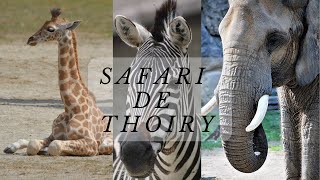 Safari de Thoiry [upl. by Iaw485]