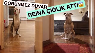 KÖPEKLERİMİN GÖRÜNMEZ DUVARA VERDİĞİ TEPKİYE ŞAŞIRACAKSINIZ🇹🇷🇦🇺 [upl. by Gleeson]