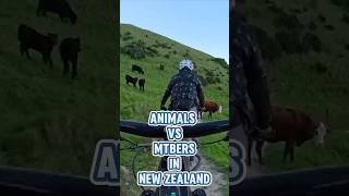 Is riding a mtb in New Zealand dangerous Yes if you are afraid of cows and kiwi birds nz mtb [upl. by Landers]