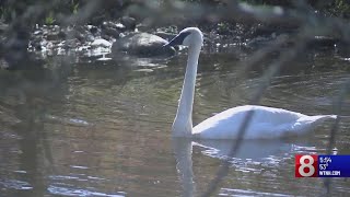 Ripley Waterfowl Conservancy is home to endangered birds [upl. by Elrebma]