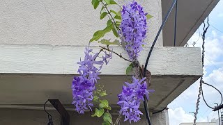 Top 10 Petrea Volubilis Blooming Tips  Sand Paper Vine [upl. by Notniuq]