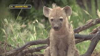 Learn a little more how the hyena hierarchy works [upl. by Rise]