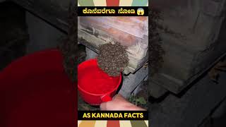 Removing Honeybees From Home  kannada facts karnataka amazing youtubeshorts trendingshorts [upl. by Nolek]