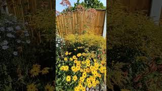 Beautiful Perennial Border  Hardy Perennials  Gardening  Planting Design  Plant Combinations [upl. by Nilsoj]