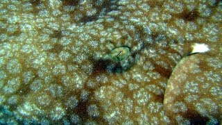 WOBBEGONG [upl. by Maximo591]