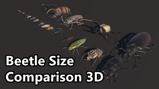 Do you know which are the largest beetles in the world Beettle comparison insects [upl. by Gerdy824]