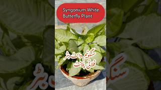 HOW TO CARE SYNGONIUM WHITE BUTTERFLY  WHITE BUTTERFLY ARROWHEAD PLANT CARE trending shorts [upl. by Attegroeg]