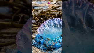 The Mysterious Portuguese Man o War [upl. by Hyacinthie]