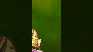 Animal NATURE Video Butterfly Pollinating Team [upl. by Nolahc]