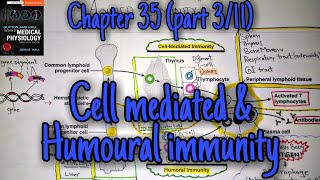 Cell mediated and humoral immunity  chapter 35 part 3 Guyton and Hall text book of physiology [upl. by Akemeuwkuhc]