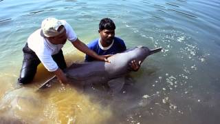 Ganges River Dolphin [upl. by Ibmab2]