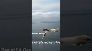 Amazing flying moment of Northern Gannet gannet northsea heligoland germany travel seabirds [upl. by Matusow417]