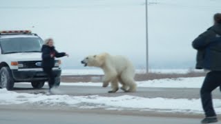 The Fatal Polar Bear Attack on Sarah Christensen [upl. by Macintosh]