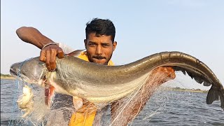 big wallago attu and katla fish hunting pond [upl. by Mae]