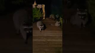 RACOON INVASION wildlife backporch penelope trashbandits racoons pnw crazy shorts [upl. by Gilmour77]