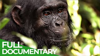 The Secret Culture of the Apes  Free Documentary Nature [upl. by Nibram971]