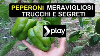 PEPERONI MERAVIGLIOSI TRUCCHI E SEGRETI  काली मिर्च उगाना [upl. by Richie934]