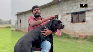 Part 1 Rottweiler kennel Hyderabad  Top kennel  kennel visit kennel rottweiler hyderabad [upl. by Eatnuahs]