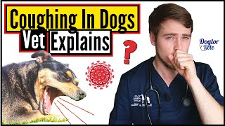 Top 8 MOST COMMON Causes Of COUGHING In Dogs  When To Worry About Your Dogs Cough  Vet Explains [upl. by Kevon]