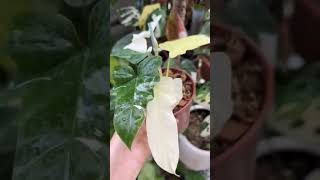 Philodendron Dragonmint Varigata plants gardening [upl. by Whatley467]