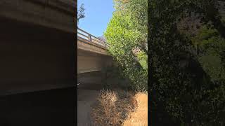 Exploring Kernville California underneath bridge [upl. by Simonsen206]