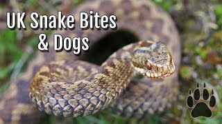 Adder Snake Bites in Dogs [upl. by Nahtanaj412]