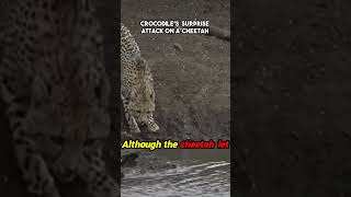 😱 The Wilds Unexpected Turns Cheetah Meets Crocodile 🐆🐊 [upl. by Vladimir]