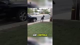 Doberman Save A Little Girl Life 😱 [upl. by Tippets]