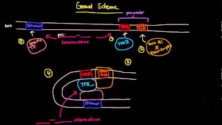 Eukaryotic Transcription Part 1 of 2  General Scheme Involving Enhancers [upl. by Erdda]