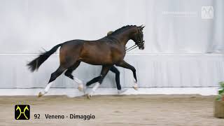 Hanoverian Stallion Licensing 2018 No 92 Stallion by Veneno  Dimaggio [upl. by Pippas621]