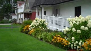 Limelight Hydrangea in the Landscape [upl. by Tarryn]