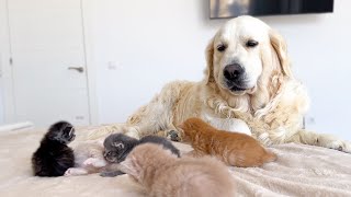 My Dog is Confused as to Why the Kittens Think She is Their Mother [upl. by Abdul]