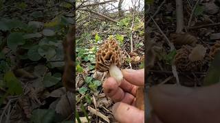 Morchella esculenta April 24 shorts new viral nature trending forest foryou pilze wood [upl. by Indys22]