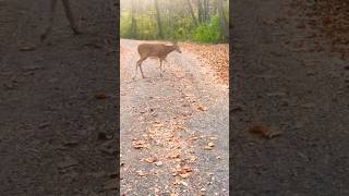 Եղնիկները մեր տան մոտ Ամերիկայում Deer family in neighborhood Maryland USA [upl. by Layney]