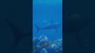 The Majestic Great White Shark  Facts about The Great White Shark [upl. by Aitret]