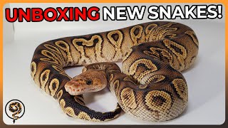 A Volcanic Ball Python Unboxing [upl. by Silletram]