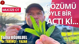 MUCİZE OT  GÖZÜMÜ ÖYLE BİR AÇTI Kİ  DAMAR OTU  SİNİR OTU  Talha Uğurluel [upl. by Esirtal]