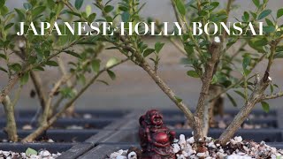 Japanese Holly Bonsai  Shrub to Specimen [upl. by Eenot]