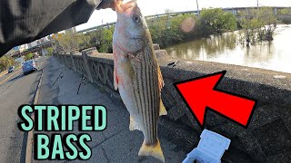 STRIPED BASS Fishing in Downtown RICHMOND VIRGINIA STRIPER RUN in Virginia Catfish amp Rockfish 2024 [upl. by Enrica]