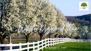 White Dogwood Trees  TN NURSERY [upl. by Tdnarb686]