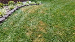 RESULTS  TREATING PYTHIUM WITH FUNGICIDE [upl. by Miett23]