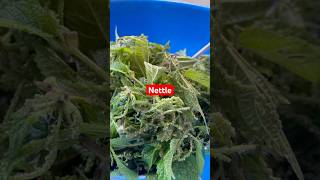 nettle organic Shortsvideo [upl. by Crawley672]