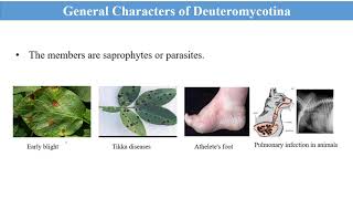 General characteristics of DeuteromycotinaDeuteromycota [upl. by Nitas]