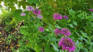 How to Grow Beautiful Edible Bee Balm [upl. by Eniretac]