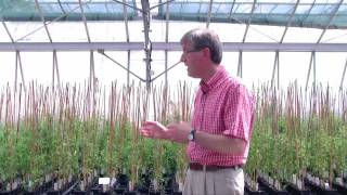 Nitrogen fixing in Medicago at the John Innes Centre [upl. by Lyred]