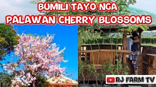 EP123  BUMILI TAYO NGA BALAYONG  PALAWAN CHERRY BLOSSOM TREE [upl. by Ardnat]